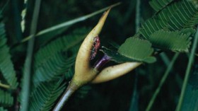 Ant-Acacia Plant Providing for a Helpful Resident (IMAGE)