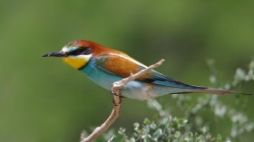 European Bee-eater (IMAGE)