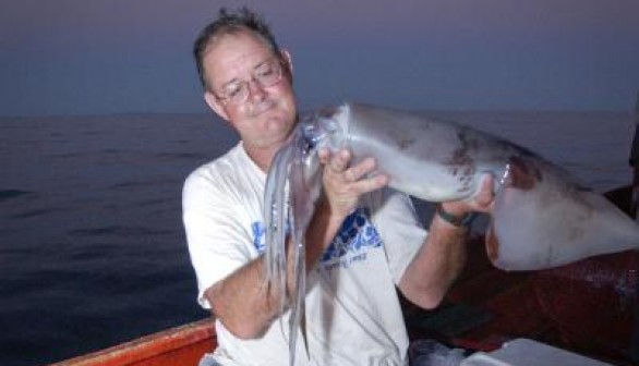 Humboldt Squid 2 (IMAGE)