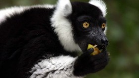 Black and white ruffed lemur eating fruit