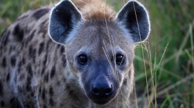 Spotted Hyena (IMAGE)