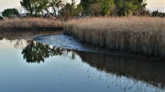 Bellman's Creek (IMAGE)