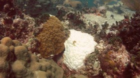 Healthy and Bleached Coral (IMAGE)