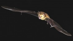 The Buffy Flower Bat (Erophylla sezekorni) (IMAGE)