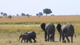 Elephant Herd (IMAGE)