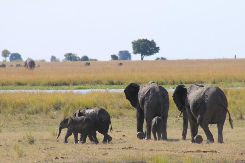 Elephant Herd (IMAGE)