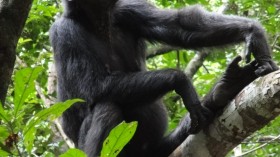 Chimpanzee (IMAGE)