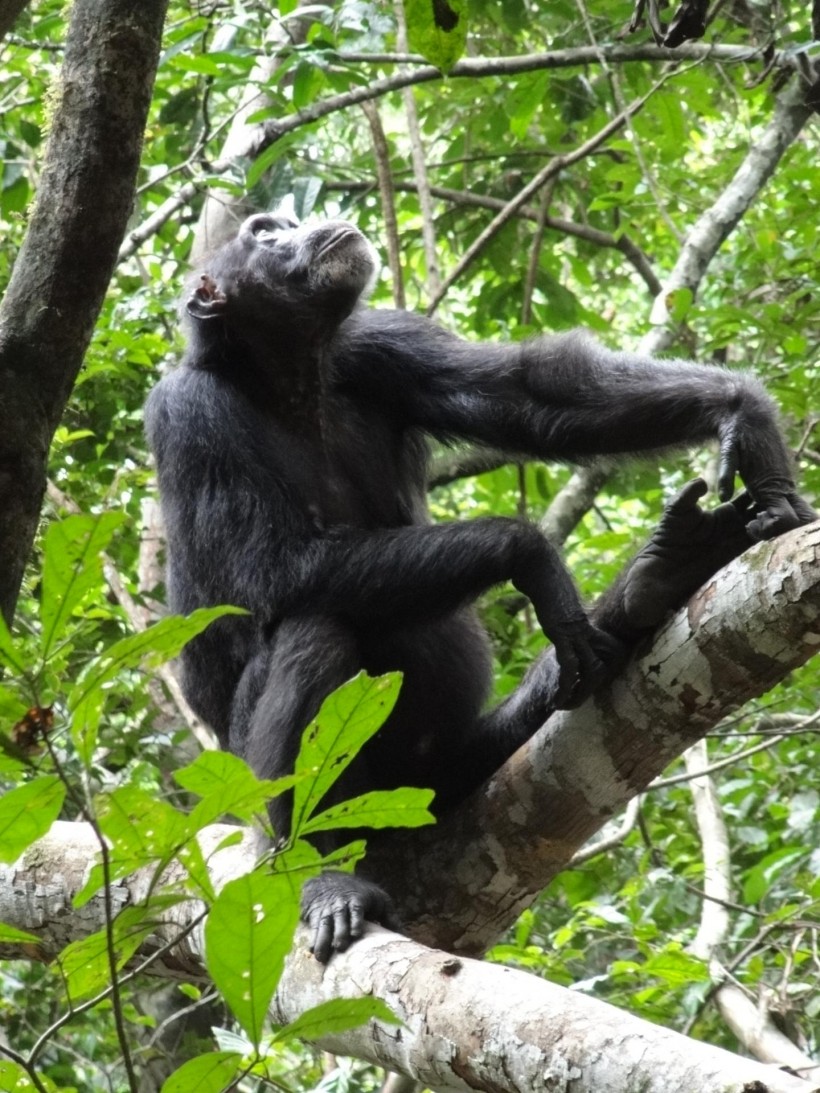 Chimpanzee (IMAGE)