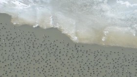 Waterbirds on Lake St. Clair (IMAGE)