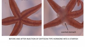 Effect of 'Love Hormone' on Starfish (IMAGE)