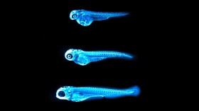 Glowing Cholesterol in Zebrafish (IMAGE)