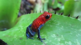 Strawberry Poison Frog (IMAGE)