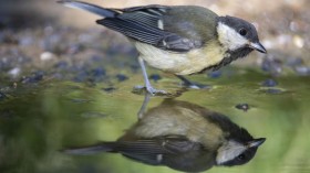 Small Bird Wading in Water (IMAGE)