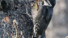 Black-Backed Woodpecker (IMAGE)