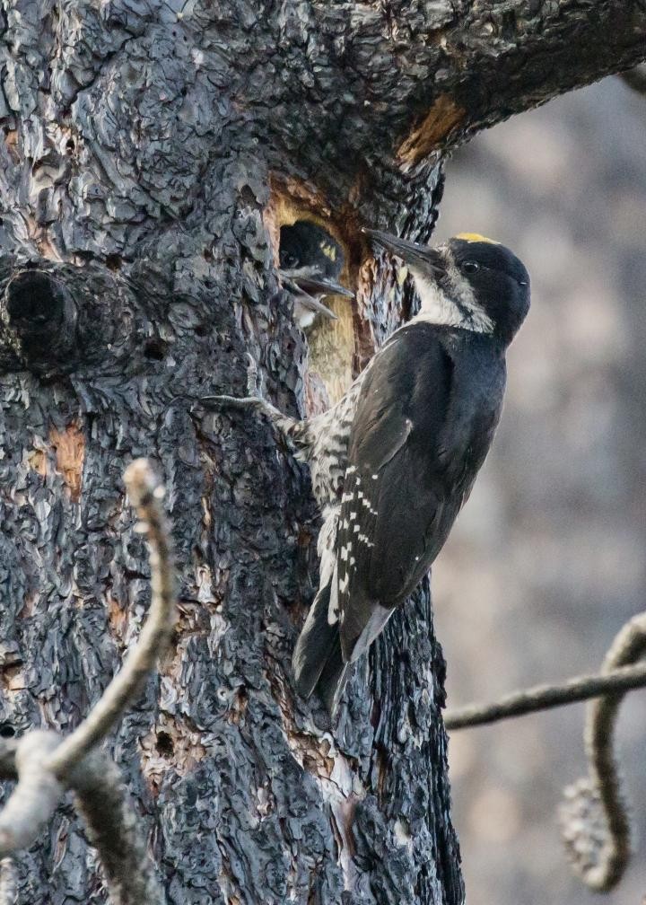Black-Backed Woodpecker (IMAGE)