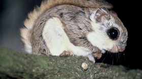 Flying Squirrels (IMAGE)