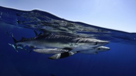 Blue Shark (IMAGE)