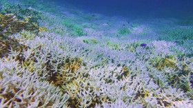 Coral Bleaching (IMAGE)