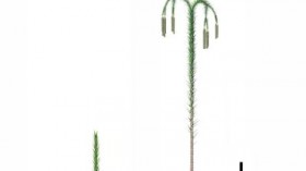 Reconstructions of Lycopsid Trees (IMAGE)