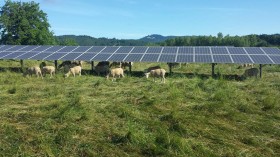 Sheep Grazing under Solar Array (IMAGE)