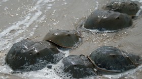 Horseshoe crabs are pictured mating on the beach.