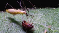 Tobacco Plant Stickiness Aid Plant Health, Helpful Bugs (IMAGE)