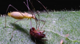 Tobacco Plant Stickiness Aid Plant Health, Helpful Bugs (IMAGE)