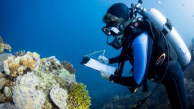 A Marine Scientist Collecting Coral Data (IMAGE)