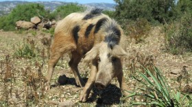 Young European Wild Boar (IMAGE)