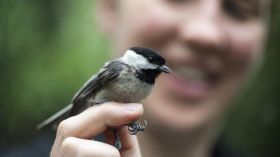 Studying Hybridization in Black-Capped and Carolina Chickadees (IMAGE)