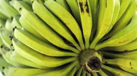 Bananas (IMAGE)