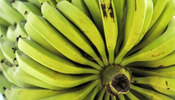 Bananas (IMAGE)