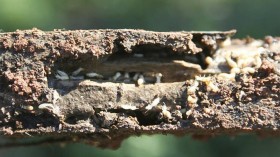 Termites in Stake (IMAGE)