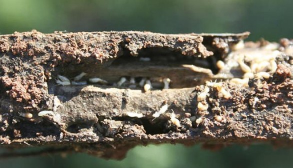 Termites in Stake (IMAGE)