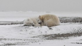 Polar Bears (IMAGE)