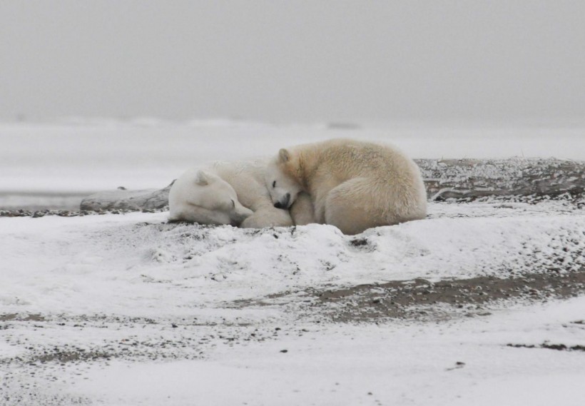 Polar Bears (IMAGE)