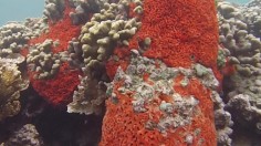 Sponge Growing on Coral (IMAGE)