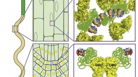 Transcriptional Responses (IMAGE)