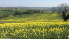 Crop Field (IMAGE)