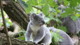 Koala (IMAGE)
