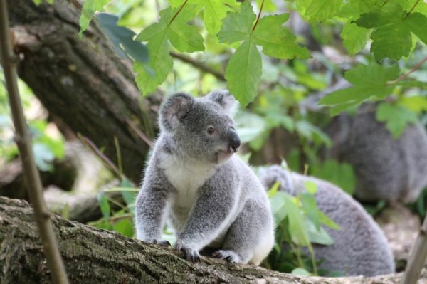 Koala (IMAGE)
