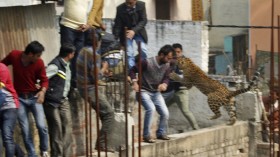 A leopard is seen jumping at people on a structure undergoing construction in a residential area of Meerut, in the northern Indian state of Uttar Pradesh February 23, 2014. 