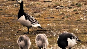 Svalbard Barnacle Geese Populations Expanding (IMAGE)