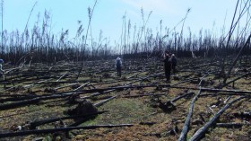 Boreal Forest Fires Could Release Deep Soil Carbon (IMAGE)