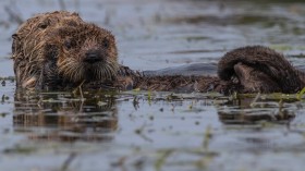 Sea Otter and Baby (IMAGE)