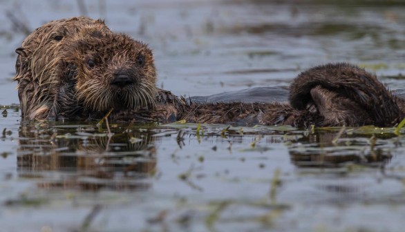 Sea Otter and Baby (IMAGE)