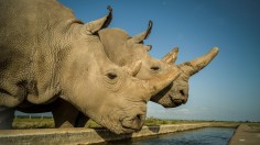 The Last Two Northern White Rhinos on the Planet (IMAGE)