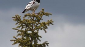 Ptarmigan (IMAGE)