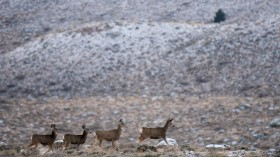 Migrating Mule Deer (IMAGE)