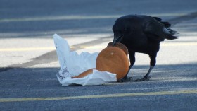 Crow Eating Cheeseburger (IMAGE)